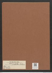 Surirella inducla A. Schm. (de-Toni-Nr.: Genus 53, Species 2382) Zeichnungen Sammlung Grunow Mappe 02537 (Herbarium_W_Grunow_drawings_Folder_02537)